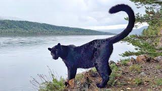 Seeing off the summer with Luna the panther. Walk along the river ‍⬛(ENG SUB)