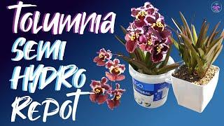 Semi Hydroponic set up for Tolumnias | A drier version of Semi Hydroponic set up #ninjaorchids