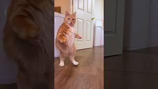 "Tail Tales: Hilarious Cat Dance Moves That Will Make Your Day!"