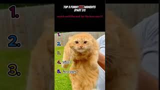 top 5 funny cat moments!!!