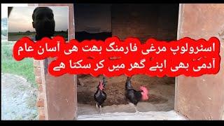 Astrolorp farming in pakistan|| Astrolop farming||hen farmng|prail alert