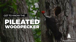 Get to Know the Pileated Woodpecker