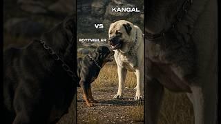 Kangal vs Rottweiler - Rottweiler vs German Shepherd – Ultimate Dog Showdown #shorts #animals #dog