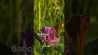 Как бабочки едят? #биология #егэ #обучение #shots
