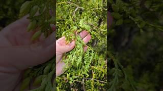 ПОЧЕМУ НЕ РАСТУТ ТУИ?
