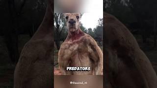 Kangaroo’s Ultimate Defense