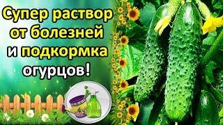 СУПЕР РАСТВОР ОТ БОЛЕЗНЕЙ ОГУРЦОВ + ПОДКОРМКА. КАК УВЕЛИЧИТЬ УРОЖАЙ И ПРОДЛИТЬ ПЛОДОНОШЕНИЕ?