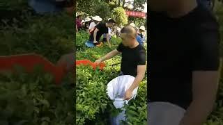 24v 12ah Mini Battery Powered Tea Harvester#tea estate #green tea   #garden tools #tea picking