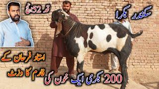 GOAT LIFE LINE FARM | Farm Breeder Sikandar Bakara | Ustad Farhan Gujjar