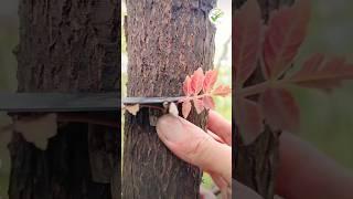 cut and paste grafting technique #graftingtactick #garden #gardening #fruit #plants #tree