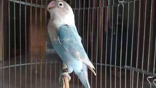 PUTAR INI LOVEBIRD LANGSUNG NGEKEK PANJANG pancing lb fighter ampuh