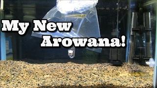 My New Arowana!