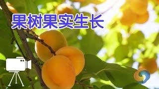 果树的果实长不大怎么办？|树木种植 Fruit tree fruit grows