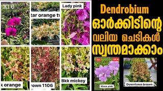 Dendrobium orchid big plants for sale||Dendrobium blooming size plants|| Dendrobium with buds