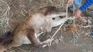 Navel ill# infection# in Calf #