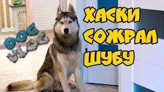 DOGVLOG: ХАСКИ СОЖРАЛ ШУБУ! Говорящая собака