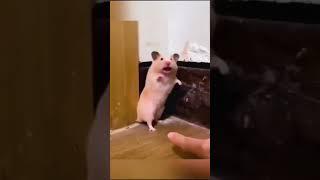 funny_animals_compilation#(480p) very #funny  video #trending #youtubeshorts #shorts #monkey