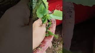my plants  #succulent #garden #gardenplants #farming #succulent #success #vegetables #shorts