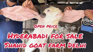 For sale Hydrabadi breeder son of amber at shahid goat farm Delhi #india #viral #topqualitygoat #bes