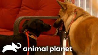 Dog Sasha Finds the Perfect Puppy Playmate | Pit Bulls and Parolees | Animal Planet