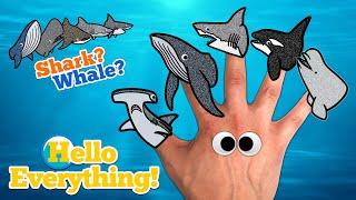 Sea Animals Finger Family | Whale or Shark? | Kids Songs and Nursery Rhymes