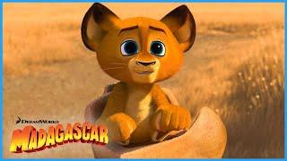 Baby Alex!  | Madagascar: Escape 2 Africa | DreamWorks Madagascar