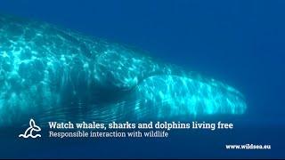 THE BEST MARINE EXPERIENCES IN EUROPE | www.wildsea.eu