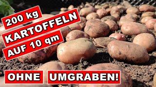 GENIAL  3x mehr Kartoffeln  mit diesem  Trick  Kartoffel anbauen