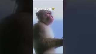This monkey fw my beat #ambient #monkey