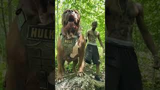 dangerous dog  in world  #viral #video #dog