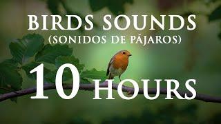 Sonido de Pájaros en el bosque - Pájaros cantando /  Birds Sounds // 10 HORAS