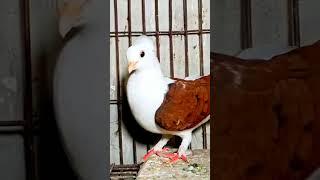 #pigeon #fancypigeon #parrot #fancy #pigeonwings #fancybird #kabootar #whitepigeon #march18 #rap