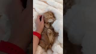 Счастье  #хиврята5#шотландскиекотята#cat#