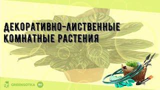 Декоративно-лиственные комнатные растения