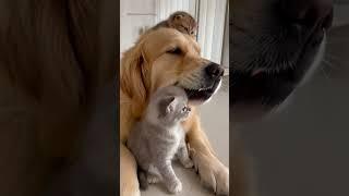 Golden Retriever Becomes the Sweetest Nanny for Tiny Kittens