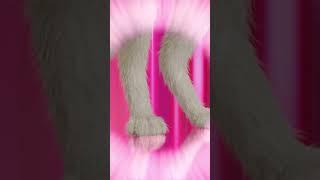 KITTY Cat - Viva la Diva! 