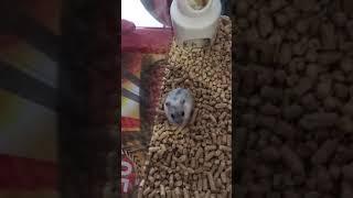 Little Pushok is exploring his new home #shorts