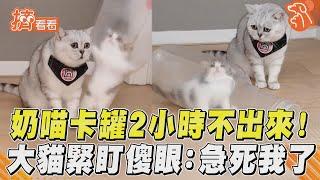 奶喵卡罐2小時不出來!　大貓緊盯傻眼:急死我了 ｜TVBS新聞｜擠看看@TVBSNEWS01