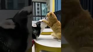 very angry cat fighting the dog catvsdog#short #shortsvideo #angrycat #catfight #catvsdog