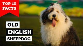 Old English Sheepdog - Top 10 Facts