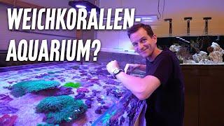 Wir bauen ein WEICHKORALLEN-AQUARIUM - Neuer Besatz für das DD Pro Reef 1200 / Teil 2