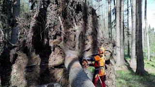 Chainsaw Husqvarna 560XP HARD CUTTING!GARDEN AND FOREST Original YouTube Video!