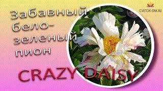 Забавный бело-зеленый пион CRAZY DAISY / Сад Ворошиловой