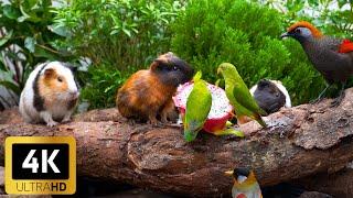 Engaging Cat TV for the Holidays  Birds & Squirrels on a Winter Garden Wall ️ No Ads 4K