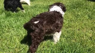 Brown male Portuguese Water Dog puppy for sale