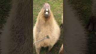 Capybara Heaven