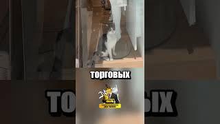 Что могут себе позволить котики в Турции