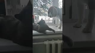 #смешныевидео #животные #подпишись #лайк #рекомендации #бигль
