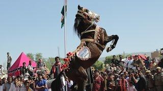  Horse Dance At Pushkar Fair /Mela – Rajasthan India