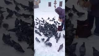 Голуби очень голодные. Pigeons are very hungry.